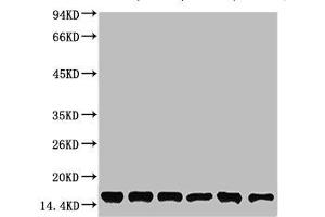 Western blot analysis of 1) Hela, 2) 293T, 3) 3T3, 4) Mouse Liver Tissue, 5) Rat Liver Tissue, 6) Rat Kidney Tissue using CYCS Monoclonal Antibody.