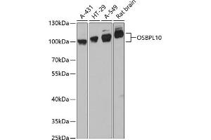 Western blot analysis of extracts of various cell lines, using OSBPL10 antibody (ABIN6130599, ABIN6145065, ABIN6145066 and ABIN6217108) at 1:3000 dilution. (OSBPL10 anticorps  (AA 200-400))