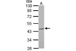 WB Image BRCC45 antibody detects BRE protein by Western blot analysis.