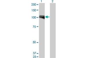 Western Blot analysis of AHR expression in transfected 293T cell line by AHR monoclonal antibody (M02), clone 3B12.