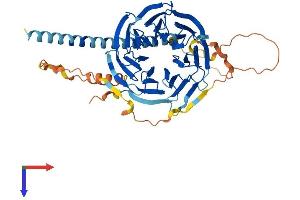 AlphaFold protein structure predicition of Human Recombinant POC1B Protein, UniprotID Q8TC44