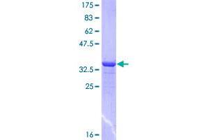 Protocadherin 7 (PCDH7) (AA 31-124) protein (GST tag)