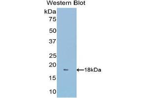 Western Blotting (WB) image for anti-Glutaredoxin 3 (GLRX3) (AA 10-117) antibody (ABIN1176592) (GLRX3 anticorps  (AA 10-117))