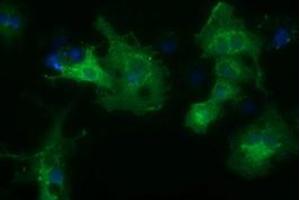 Anti-HDAC6 mouse monoclonal antibody (ABIN2453119) immunofluorescent staining of COS7 cells transiently transfected by pCMV6-ENTRY HDAC6 (RC209649). (HDAC6 anticorps)