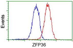 Image no. 2 for anti-Zinc Finger Protein 36, C3H Type, Homolog (Mouse) (ZFP36) antibody (ABIN1501402) (ZFP36 anticorps)