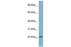 MFAP2 antibody used at 1 ug/ml to detect target protein.