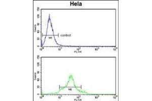 CDC20 Antibody (N-term) (ABIN653082 and ABIN2842679) flow cytometry analysis of Hela cells (bottom histogram) compared to a negative control cell (top histogram). (CDC20 anticorps  (N-Term))