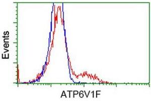 HEK293T cells transfected with either RC210728 overexpress plasmid (Red) or empty vector control plasmid (Blue) were immunostained by anti-ATP6V1F antibody (ABIN2454152), and then analyzed by flow cytometry. (ATP6V1F anticorps)