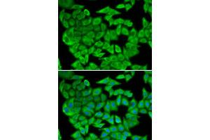 Immunofluorescence (IF) image for anti-Malate Dehydrogenase 2, NAD (Mitochondrial) (MDH2) antibody (ABIN1980313) (MDH2 anticorps)
