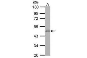 Image no. 1 for anti-D4, Zinc and Double PHD Fingers, Family 3 (DPF3) (AA 1-196) antibody (ABIN1497890) (DPF3 anticorps  (AA 1-196))