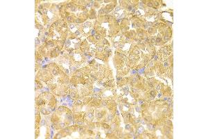 Immunohistochemistry of paraffin-embedded mouse kidney using NDRG1 antibody at dilution of 1:100 (x400 lens).