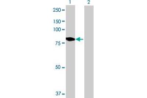 Western Blot analysis of DMPK expression in transfected 293T cell line by DMPK MaxPab polyclonal antibody. (DMPK anticorps  (AA 1-629))
