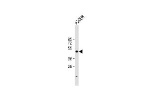 Anti-Cyclin E1 Antibody at 1:1000 dilution +  whole cell lysate Lysates/proteins at 20 μg per lane.