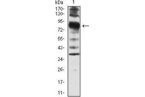 Western blot analysis using VIL1 mouse mAb against SW620 cell lysate.