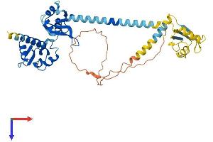 AlphaFold protein structure predicition of Human Recombinant SSB Protein, UniprotID P05455