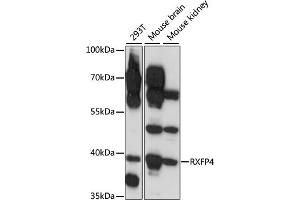 Western blot analysis of extracts of various cell lines, using RXFP4 antibody (ABIN7269910) at 1:1000 dilution. (RXFP4 anticorps  (AA 305-374))