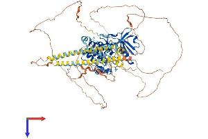 AlphaFold protein structure predicition of Human Recombinant MYLK3 Protein, UniprotID Q32MK0
