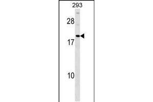 Western blot analysis in 293 cell line lysates (35ug/lane). (HDGFRP3 anticorps  (AA 15-44))
