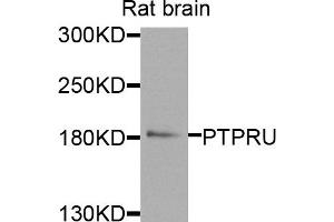 Western blot analysis of extracts of rat brain cells, using PTPRU antibody. (PTPRU anticorps)