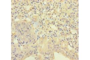 Immunohistochemistry of paraffin-embedded human adrenal gland tissue using ABIN7143593 at dilution of 1:100 (AGRP anticorps  (AA 83-132))