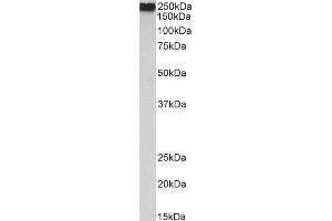 ABIN2613430 (0. (Filamin A anticorps  (AA 662-676))