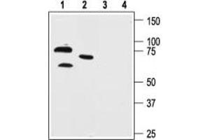 Western blot analysis of human neuroblastoma cell line SH-SY5Y (lanes 1 and 3) and mouse brain lysate (lanes 2 and 4): - 1,2. (KCND1 anticorps  (C-Term, Intracellular))