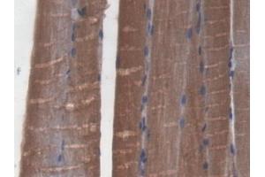 Detection of GLRX3 in Mouse Skeletal muscle Tissue using Polyclonal Antibody to Glutaredoxin 3 (GLRX3)
