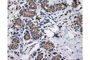 Image no. 3 for anti-Lipase, Endothelial (LIPG) antibody (ABIN1499163) (LIPG anticorps)