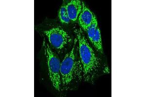 Immunofluorescence analysis of HeLa cells using PTPN11 mouse mAb (green).