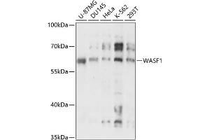 Western blot analysis of extracts of various cell lines, using W antibody (ABIN7271345) at 1:3000 dilution.