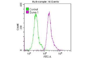 Overlay histogram showing Hela cells stained with ABIN7127830 (red line) at 1:50.