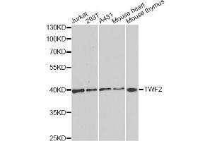Western blot analysis of extracts of various cell lines, using TWF2 antibody (ABIN6293476) at 1:1000 dilution. (TWF2 anticorps)