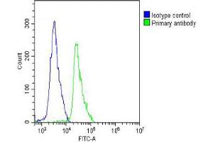 Overlay histogram showing Jurkat cells stained with Antibody (green line). (Cadherin 5 anticorps  (N-Term))