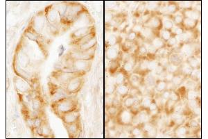 anti-RpL7a/SURF3 (C-Term) antibody