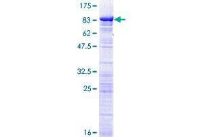 Image no. 1 for DEAD (Asp-Glu-Ala-Asp) Box Polypeptide 56 (DDX56) (AA 1-547) protein (GST tag) (ABIN1351374)