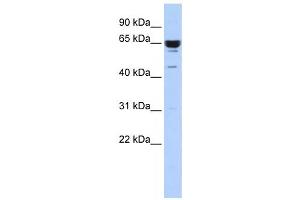 Western Blotting (WB) image for anti-Zinc Finger Protein 587 (ZNF587) antibody (ABIN2458435) (ZNF587 anticorps)