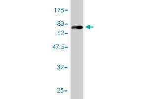 Western Blot detection against Immunogen (72. (PLTP anticorps  (AA 19-441))