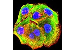 Immunofluorescence analysis of Hela cells using P2RY14 mouse mAb (green).