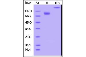 Human CD155, mouse IgG2a Fc Tag on SDS-PAGE under reducing (R) and no-reducing (NR) conditions.