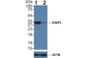 Western blot analysis of (1) Wild-type Jurkat cell lysate, and (2) CASP3 knockout Jurkat cell lysate, using Rabbit Anti-Human CASP3 Antibody (5 µg/ml) and HRP-conjugated Goat Anti-Mouse antibody (abx400001, 0. (Caspase 3 anticorps  (AA 29-175))