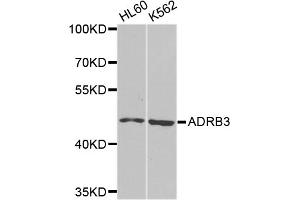 Western blot analysis of extracts of various cell lines, using ADRB3 antibody.