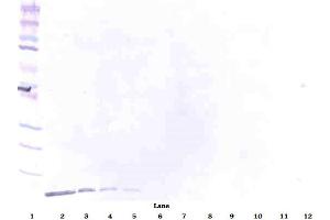 Image no. 1 for anti-Defensin, beta 1 (DEFB1) antibody (Biotin) (ABIN181701)
