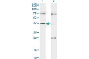Western Blot analysis of PAX9 expression in transfected 293T cell line by PAX9 monoclonal antibody (M13), clone 3B8. (PAX9 anticorps  (AA 205-300))