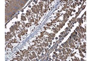 IHC-P Image HSD17B4 antibody detects HSD17B4 protein at mitochondria in rat testis by immunohistochemical analysis.