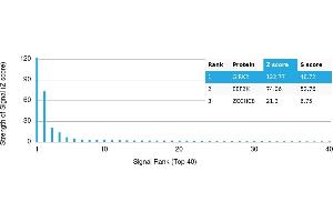 Protein Array (PAr) image for anti-Potassium Inwardly-Rectifying Channel, Subfamily J, Member 6 (KCNJ6) antibody (ABIN7455976)