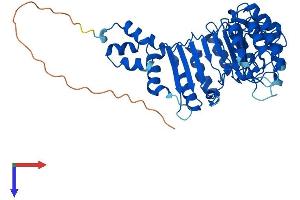 AlphaFold protein structure predicition of Mouse Recombinant Fbxl21 Protein, UniprotID Q8BFZ4