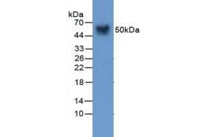 Figure. (SERPINA12 anticorps  (AA 71-148))