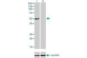 Western blot analysis of PDLIM7 over-expressed 293 cell line, cotransfected with PDLIM7 Validated Chimera RNAi (Lane 2) or non-transfected control (Lane 1). (PDLIM7 anticorps  (AA 1-457))