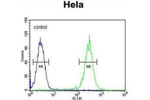 Flow cytometric analysis of Hela cells using RAD26L Antibody (N-term) Cat. (ERCC6L2 anticorps  (N-Term))