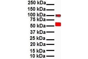 WB Suggested Anti-SNAI1 antibody Titration: 1 ug/mL Sample Type: Human A549 (SNAIL anticorps  (N-Term))